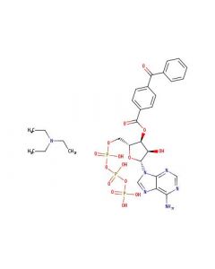 Astatech 2(3)-O-(4-BENZOYLBENZOYL)ADENOSINE 5-TRIPHOSPHATE TRIETHYLAMMONIUM SALT; 0.1G; Purity 95%; MDL-MFCD00058547